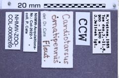 Etiketten zu Cardiotarsus ornatipennis (Fleutiaux, 1947) (NHMW-ZOO-COL-0008269)